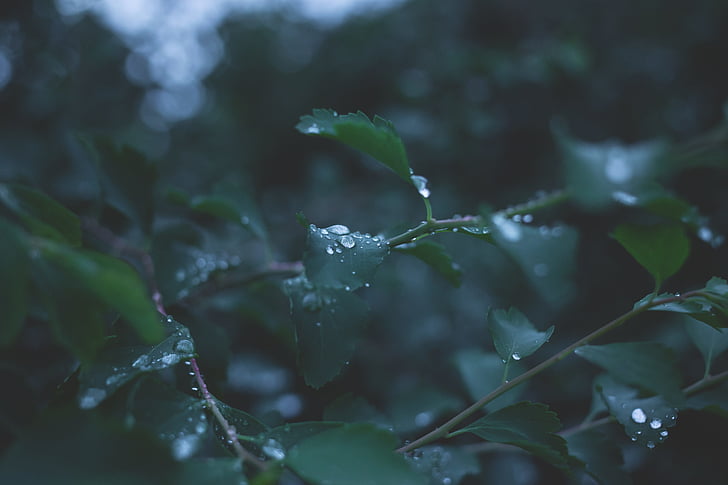 blur, close-up, dew, droplets, drops, flora, leaves