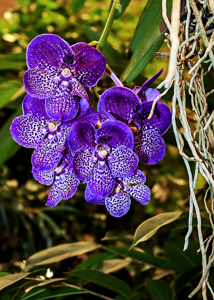 orhidee, vanda, albastru, violet, culoare, floare, plante
