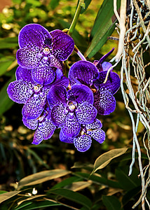 Orchid, Vanda, blå, fiolett, farge, blomst, anlegget