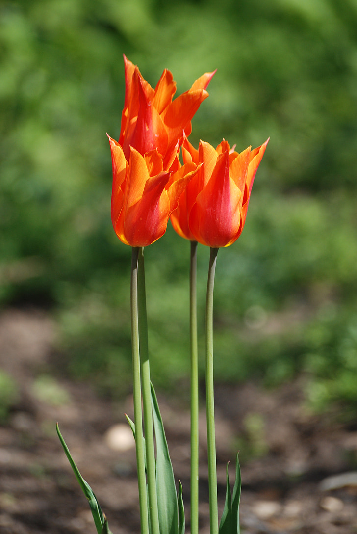 tulipes, perenne, floral, flor, flors silvestres, planta, natural