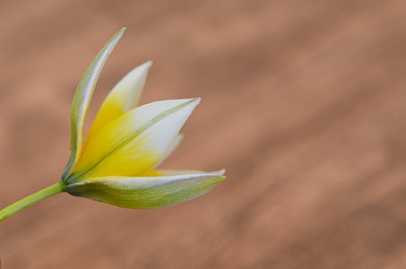 Tulipa estrella, Tulipa estrella petita, flors de primavera, flor, flor, flor, groc-blanc