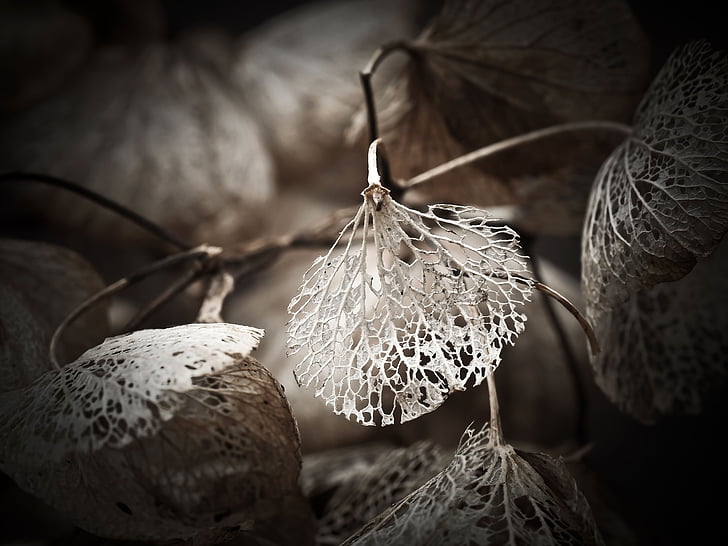 hydrangea, leaf, faded, withers, old, structure, nature