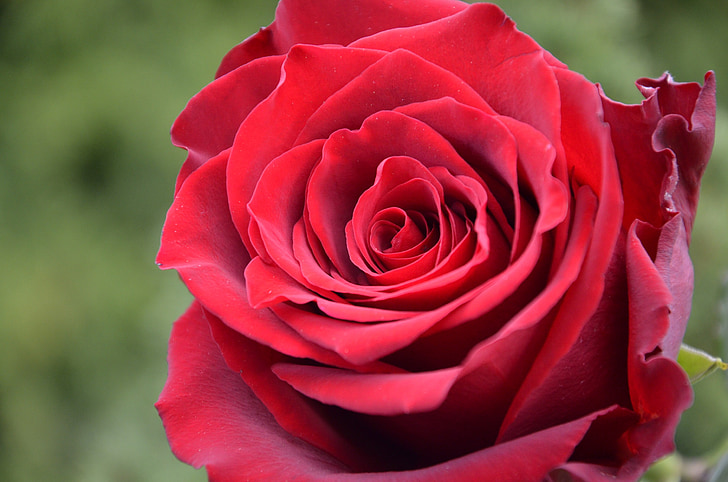 Rosa, ruzicka, rosa vermella, Rosa - flor, natura, flor, pètal