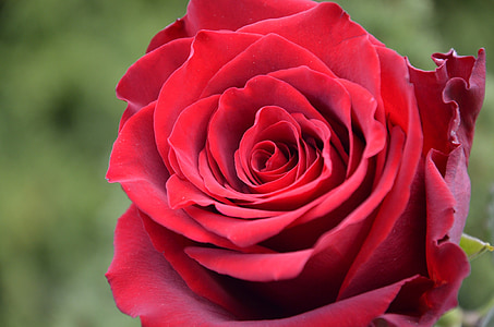 rose, ruzicka, red rose, rose - Flower, nature, flower, petal