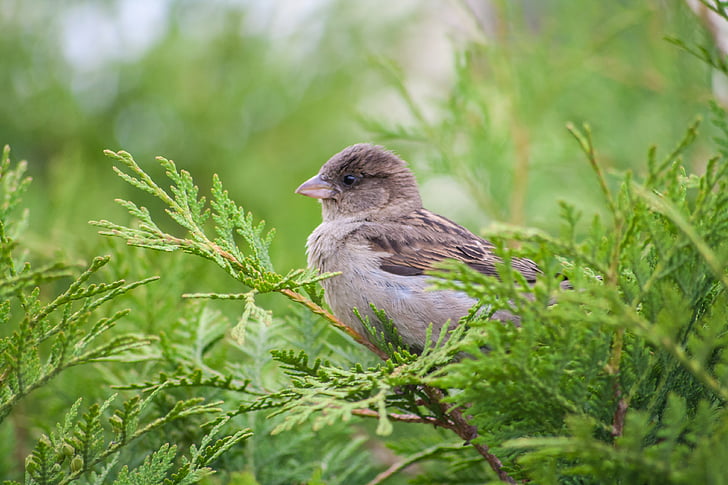 sparrow, bird, tree, thuja, nature