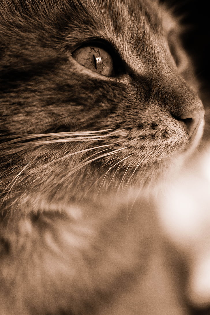 cat, about, black and white, eye, beauty