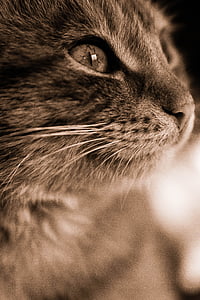 katten, om, svart-hvitt, øye, skjønnhet