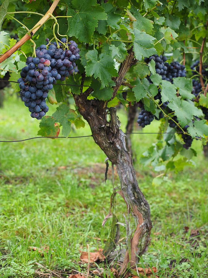 buah anggur, anggur, Berry, biru, polong, tanaman merambat, Vitis