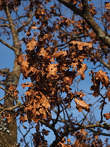 hojas del roble, roble, árbol, hojas, seco, marchitado, otoño