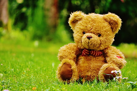 bear, bears, stuffed animal, teddy, cute, sweet, funny