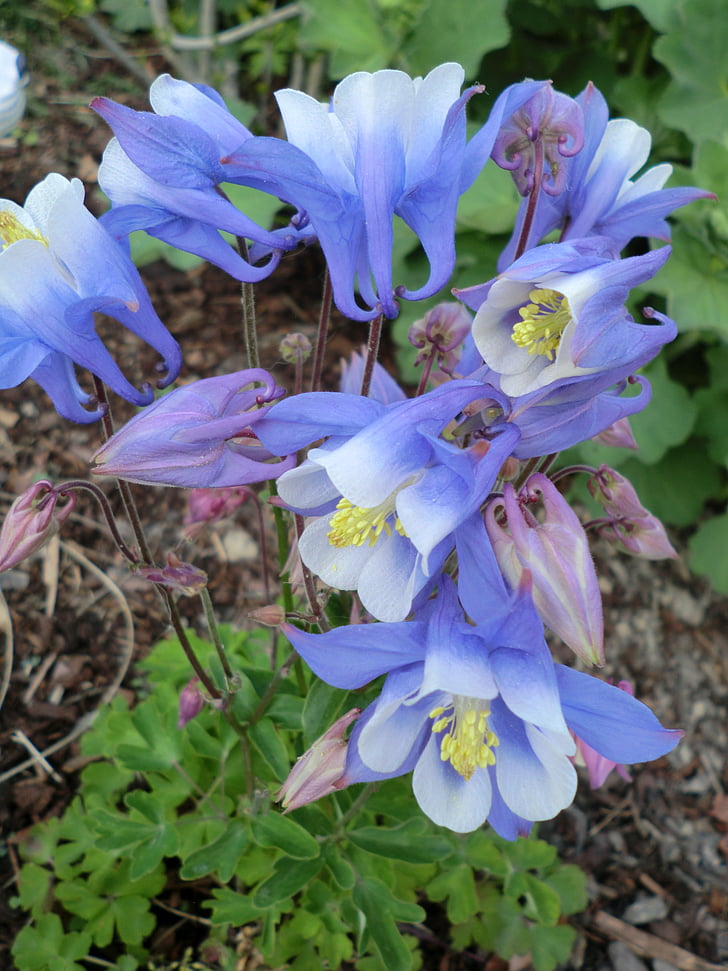 Columbine, kasvi, yhteinen columbine, Blossom, Bloom, Flora, kukka