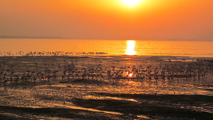Flamingi, pludmale, saullēkts, ainava, putns, saime, daba