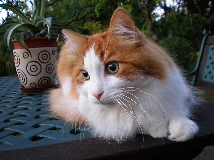 con mèo, Tomcat, angora Thổ Nhĩ Kỳ, vật nuôi, động vật, động vật, động vật có vú
