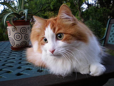 kočka, Tomcat, Turecká angora, domácí zvíře, zvíře, zvířata, savec