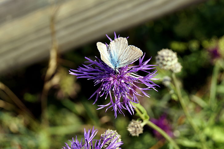 butterfly, blossom, bloom, insect, flower, knapweed, nature