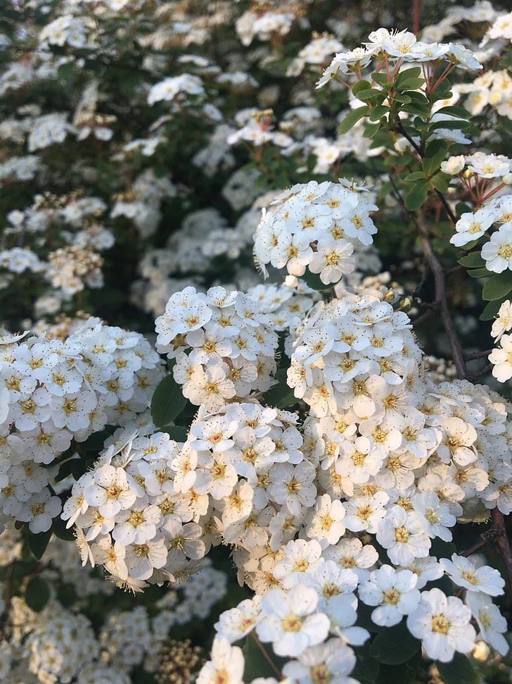 nature, fleurs blanches, été, plante, Bush