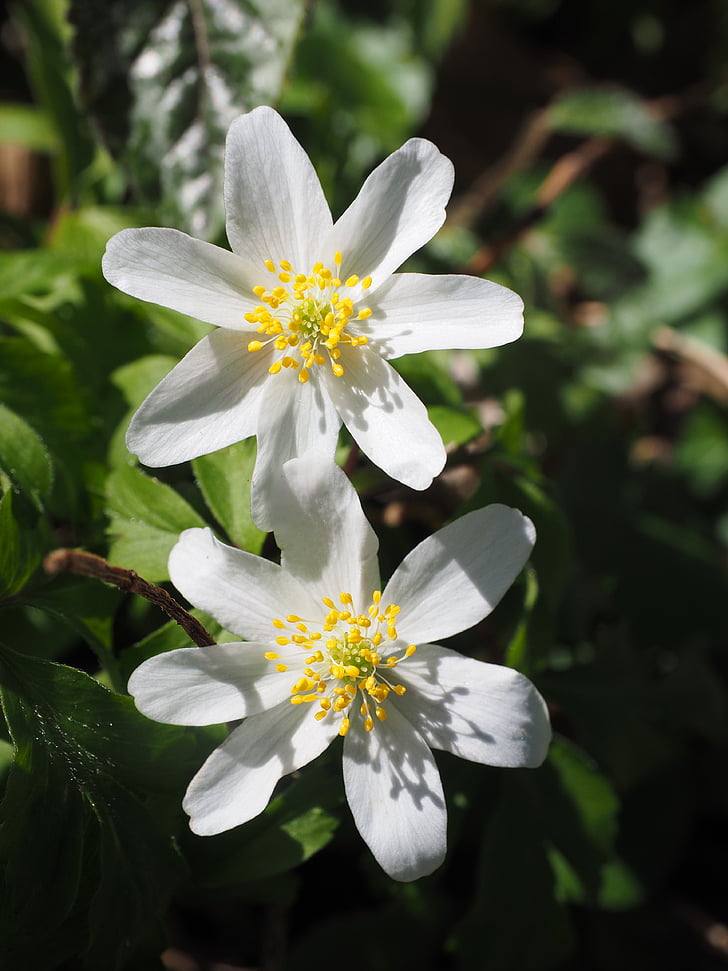 flowers, white, wood anemone, flower, anemone nemorosa, anemone, hahnenfußgewächs