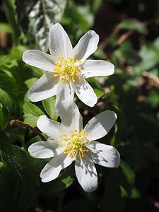 fleurs, blanc, Anémone des bois, fleur, Anemone nemorosa, Anémone, hahnenfußgewächs