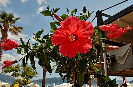 Hibiscus, flor, rojo, flor roja, Mediterráneo