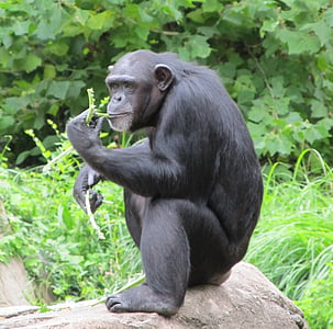 ximpanzé, mico, assegut, mirant, mamífer, natura, valent
