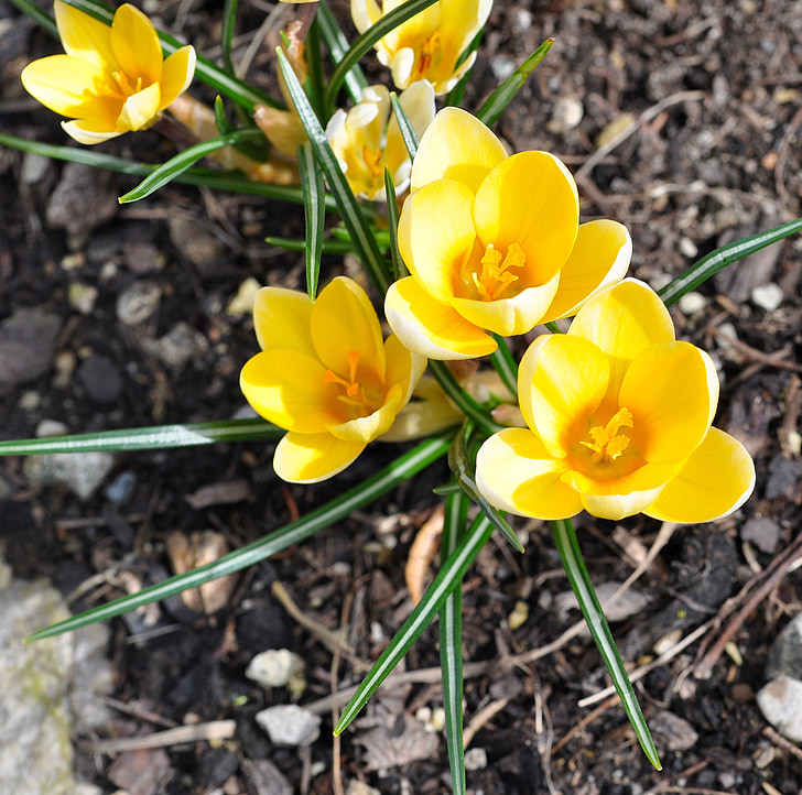 crocus, flower, plant, yellow, flowers, spring, early bloomer