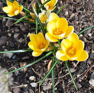 crocus, flower, plant, yellow, flowers, spring, early bloomer