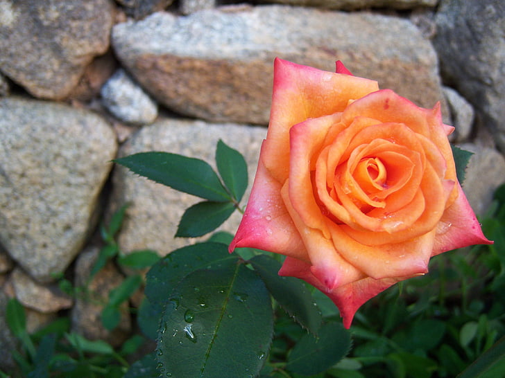 orange rose, flower, garden, wellness, bloom