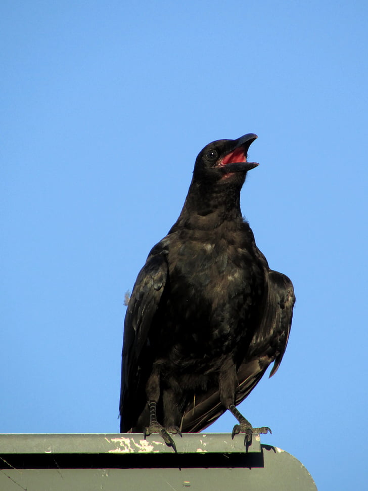 Raven, con chim, nhiệt, mùa hè
