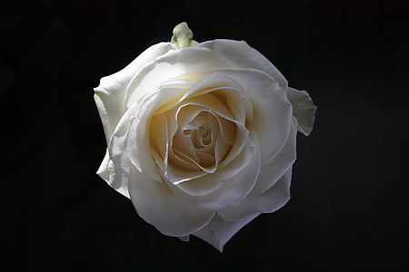 Róża, kwiat, biały, Królowa kwiatów, Róża-, Natura, Płatek