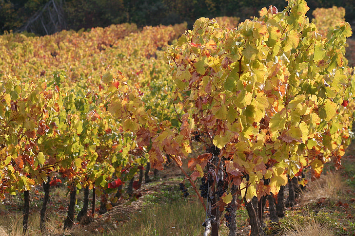 vinice, větev, na podzim, Francie, Hora, Hautes alpes
