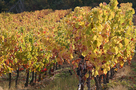 viiniköynnösten, haara, syksyllä, Ranska, Mountain, Hautes-alpes