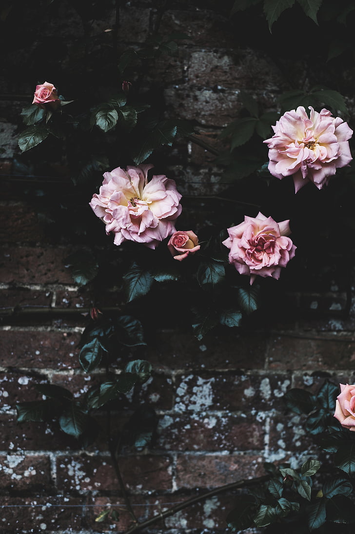 roosid, kroonlehed, lill, väljaspool, seina, taimed, loodus