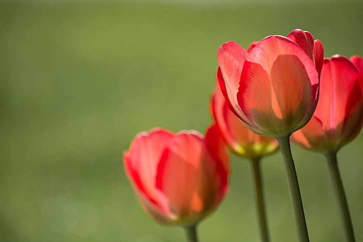 tulipány, červená, červené tulipány, Záhrada, v záhrade, Príroda, Slnečné svetlo