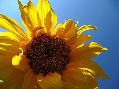 sunflower, flower, sunshine, plant, nature, blossom, floral