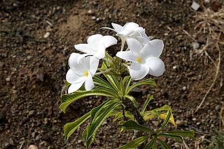 plumeria, white flowers, spring, snowdrop, garden, nature, green