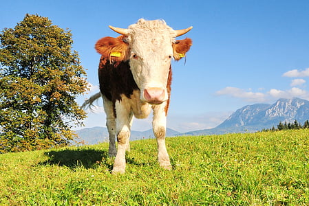 mucca, azienda agricola, Vacanze, prato, montagna, bestiame, erba
