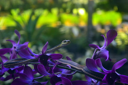 fluage, sur, orchidées