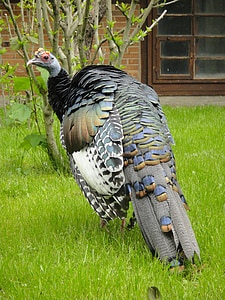 ocellated Турция, occelated Турция, Турция, дивата Турция, видове, Зоологическа градина, птица