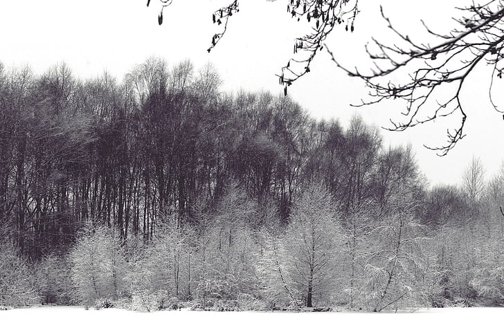 paysage, hivernal, hiver, neige, froide, arbres, Forest