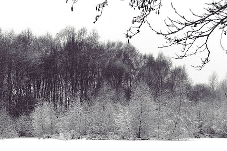 пейзаж, зимни, зимни, сняг, студено, дървета, гора