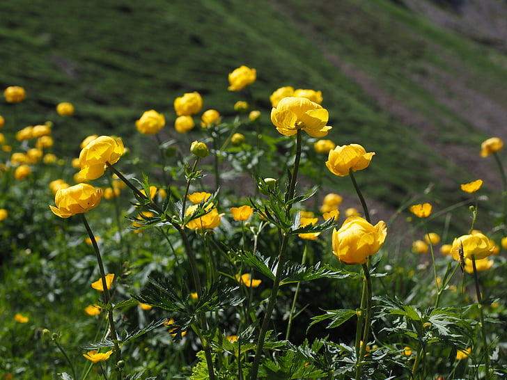 世界の花, 花, イエロー, キンバイソウ europaeus, hahnenfußgewächs, ゴールドの綿帽子, キンポウゲ
