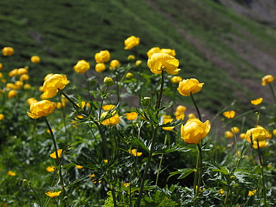 Rutulinės gėlė, gėlės, geltona, Trollius europaeus, hahnenfußgewächs, aukso capitula, vėdrynas