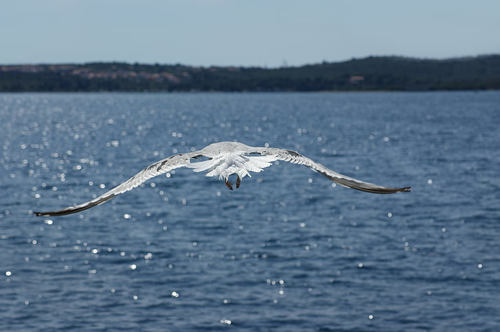 seagull, water, sea, ocean, beak, closeup, wings