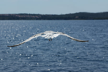 seagull, water, sea, ocean, beak, closeup, wings