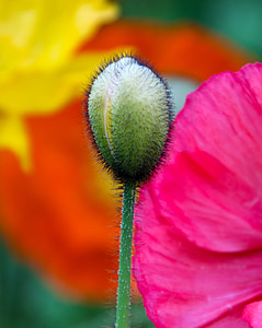 poppy, bud, flower, capsule, hair, colorful, spring