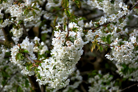 cirera, flor del cirerer, flor blanca, flors, umbel flor, floració branqueta, flors