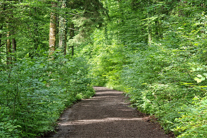 away, forest path, nature, trees, bushes, forest, hiking