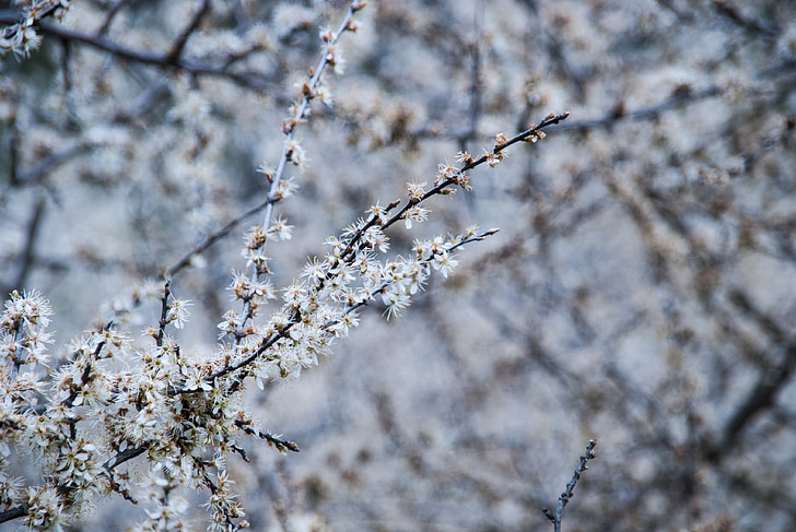 grana, bijelo cvijeće, proljeće, drvo