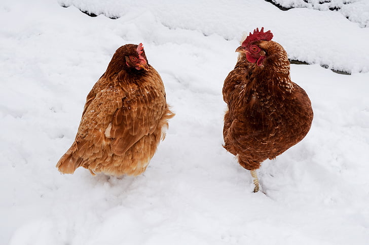 chicken, snow, winter, rooster, rural, poultry, red