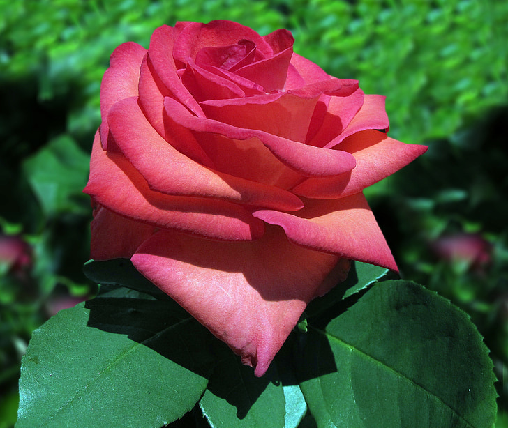 Baccara Роуз, Троянда, Червона троянда, червоний, цвітіння троянди, квіти, Троянда розквітає